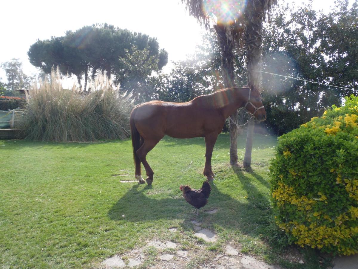 B&B Villa Sans Souci Civitavecchia Kültér fotó